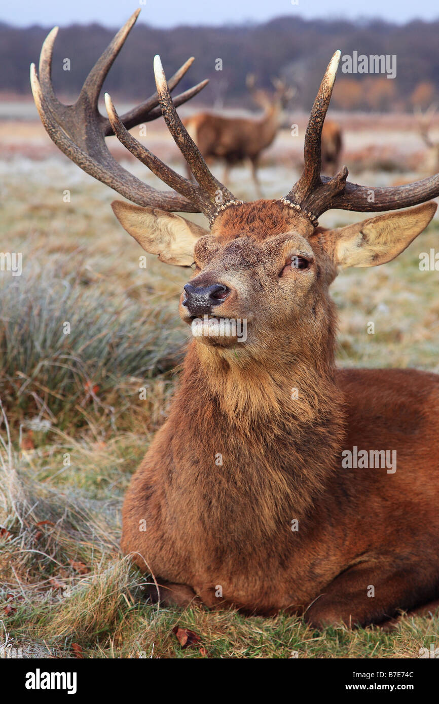 Red Deer Stag Cervus elaphus en hiver en Angleterre Banque D'Images