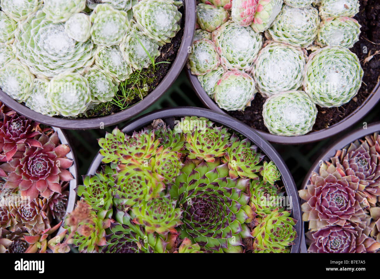 Cactus Banque D'Images