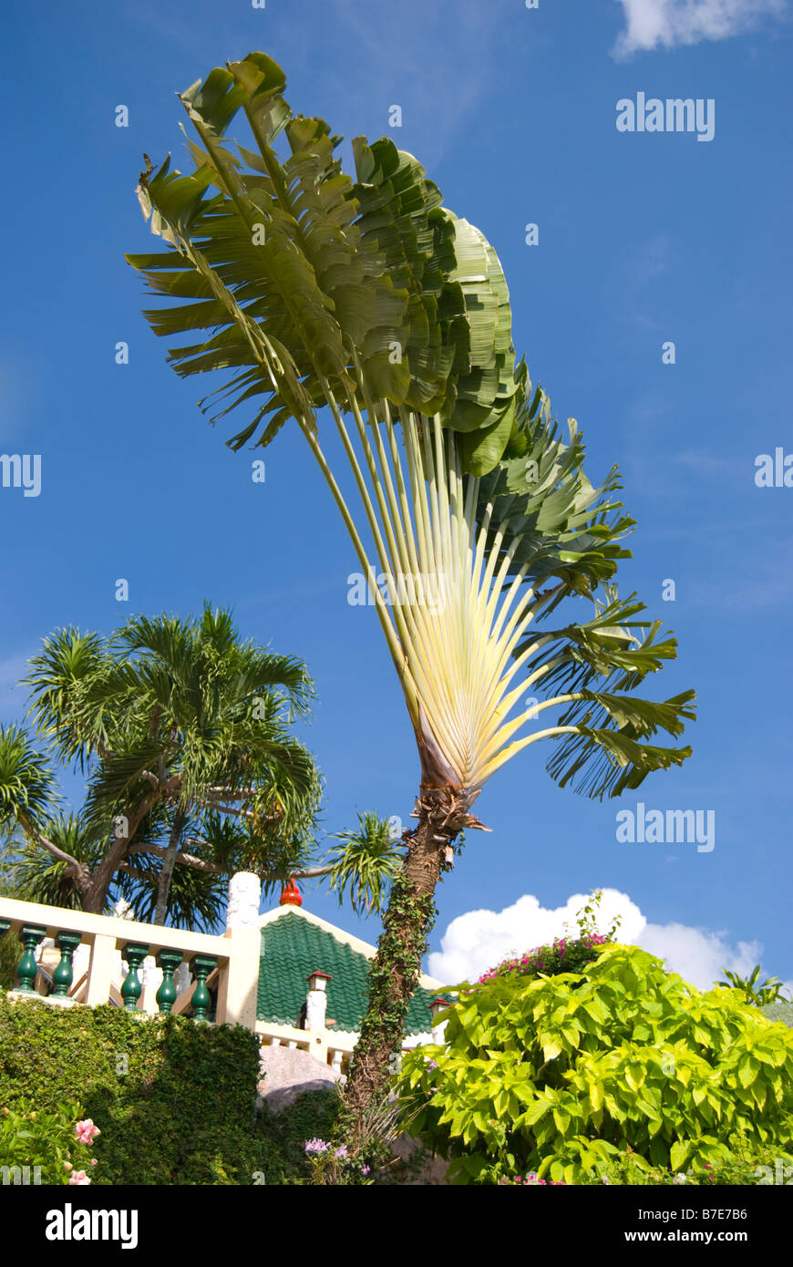 Travellers Palm, Le Temple taoïste, Beverley Hills, Cebu City, Cebu, Visayas, Philippines Banque D'Images