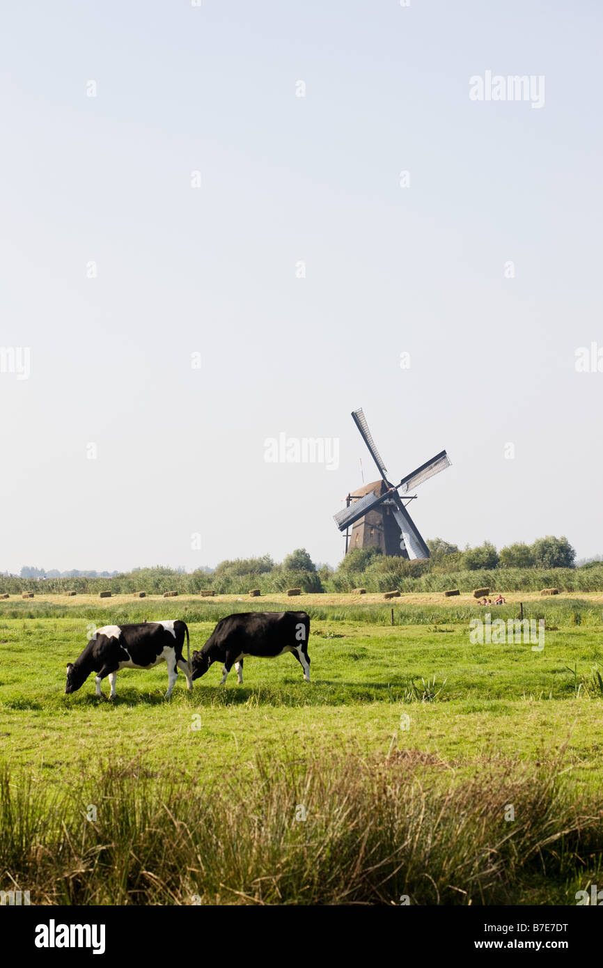 Vaches et un moulin à vent Banque D'Images