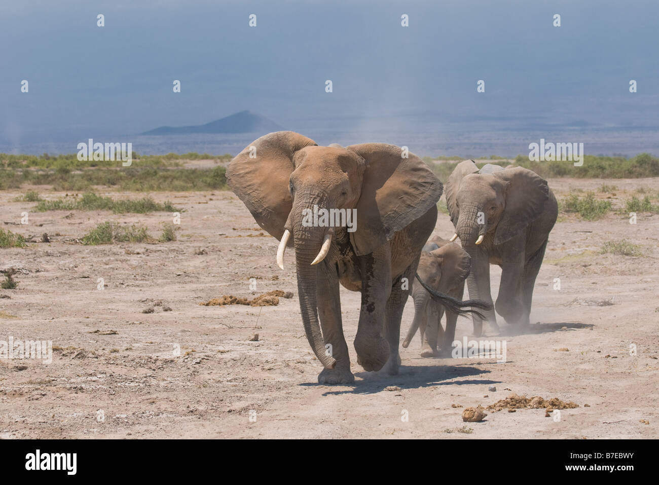 Famille kenya amboseli elephant s Banque D'Images