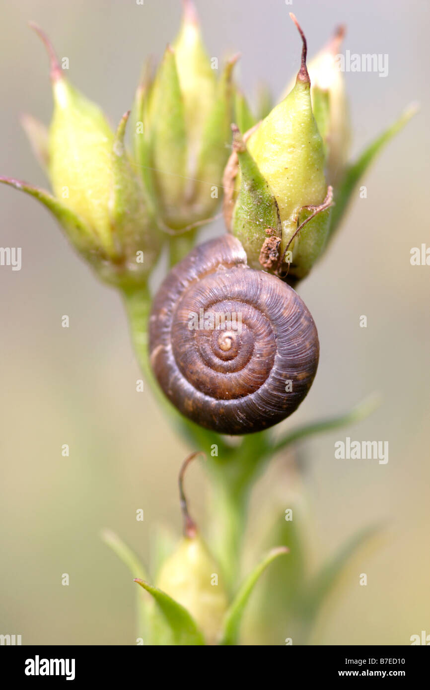 Snail on plant close up, England, UK Banque D'Images