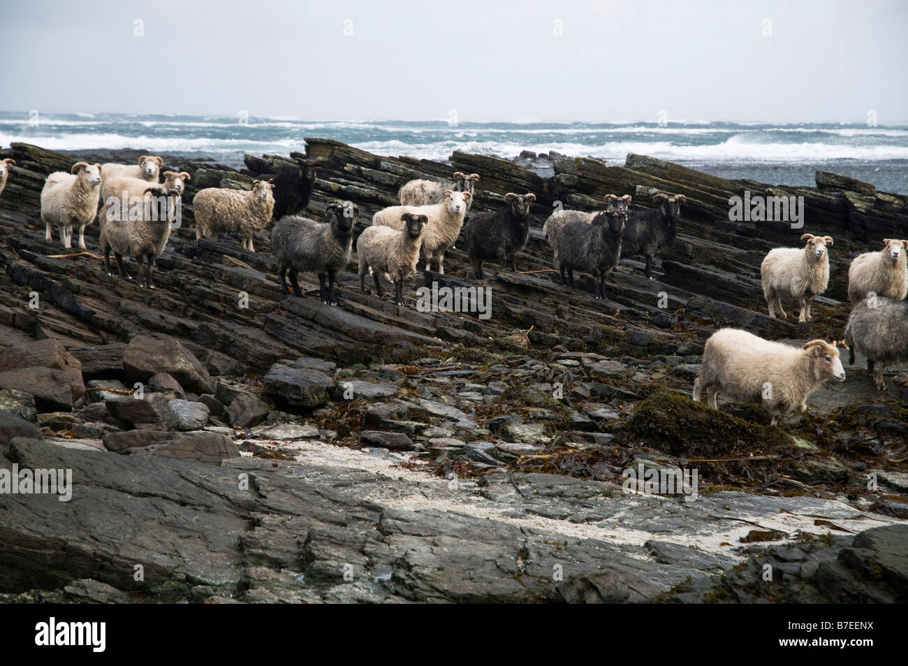 dh Garso Wick NORTH RONALDSAY ORKNEY algues mangeant des moutons rocailleux bande côtière Banque D'Images