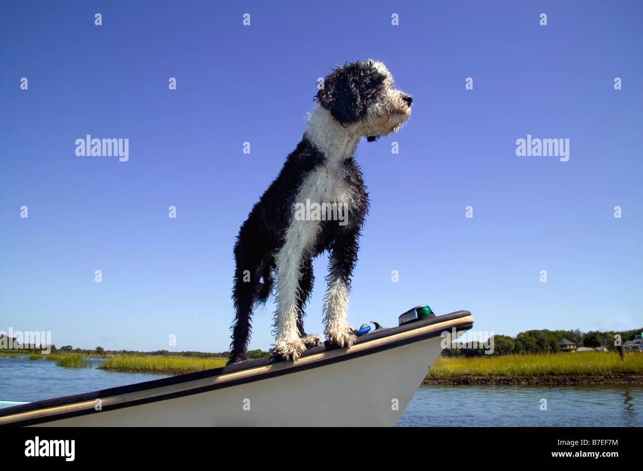 Scout de chien Banque D'Images