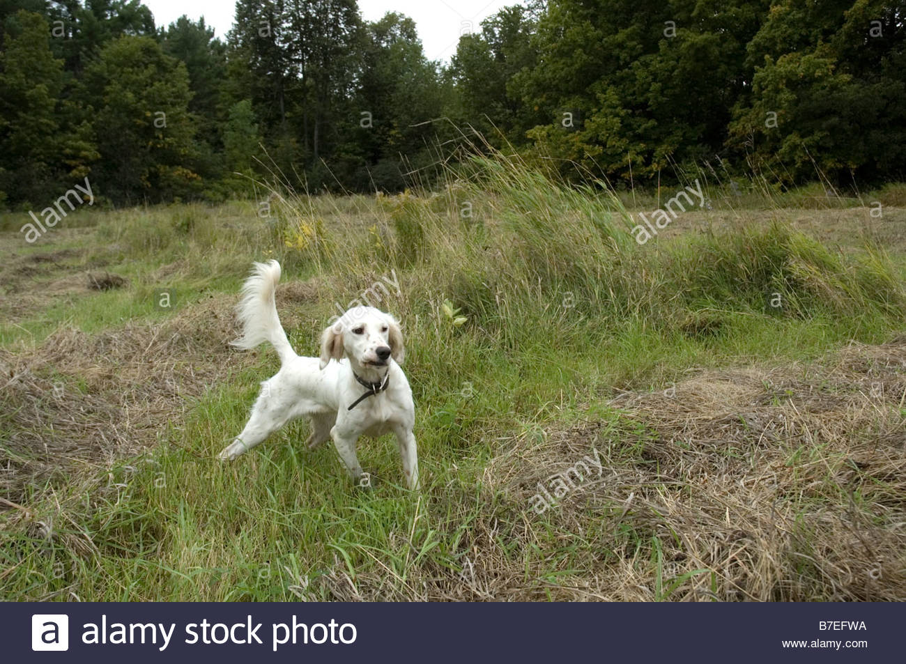 Setter Anglais Chien De Chasse Sur Point Chien Chien De