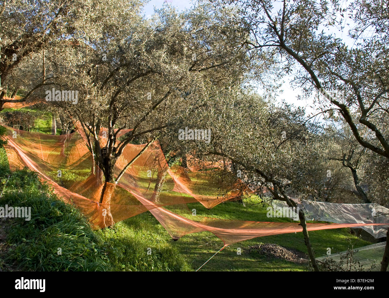 olives Banque D'Images