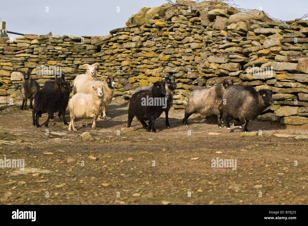 Dh NORTH RONALDSAY ORKNEY manger des algues troupeau de moutons et des murs en les gardant sur la rive Banque D'Images