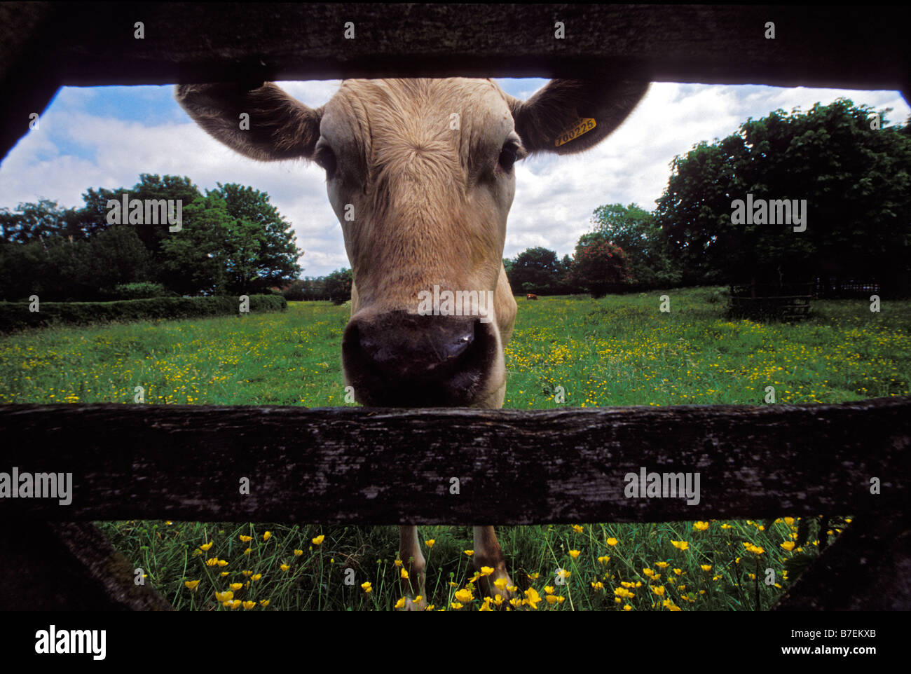 Une vache curieux regarde à travers une ferme en bois sur une ferme dans le Lincolnshire UK Banque D'Images