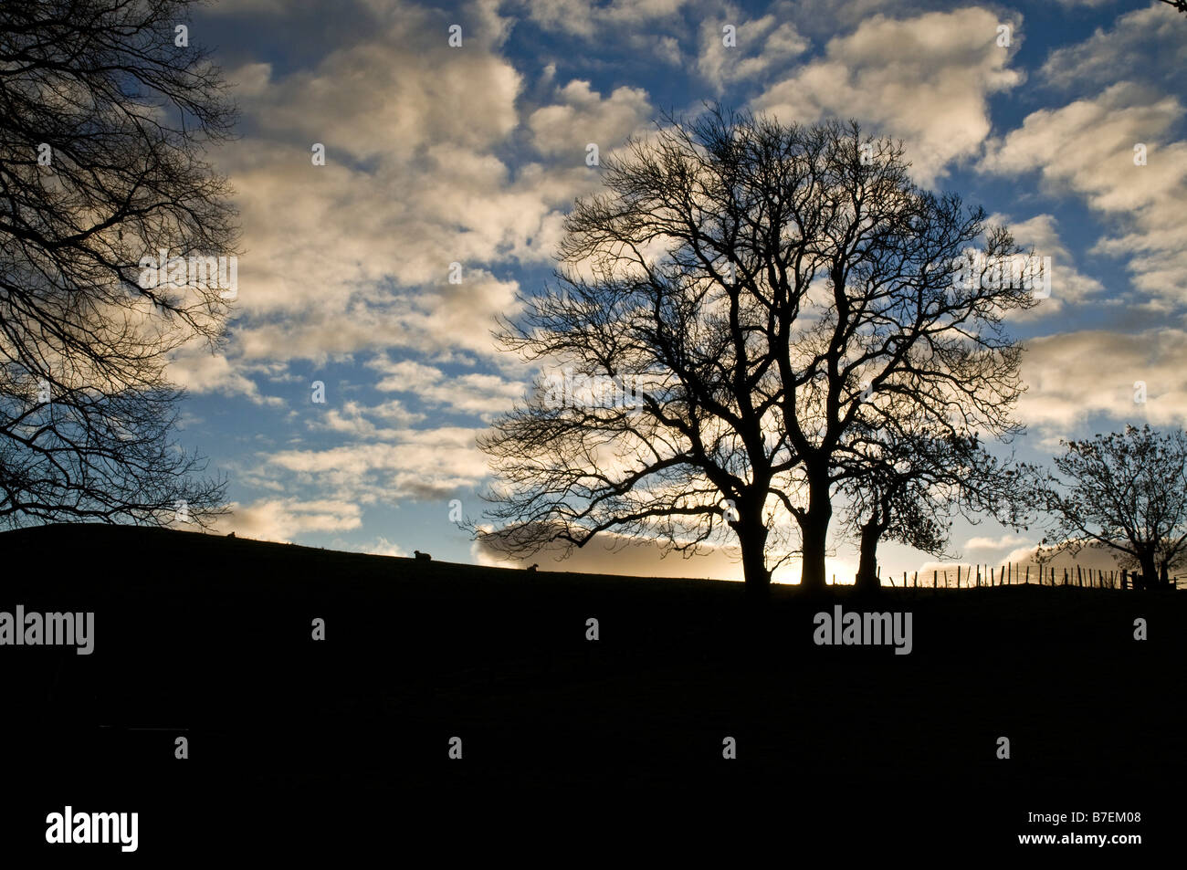 Dh COLDWELL NORTHUMBRIA silhouette matin d'hiver arbres champs sky tree uk rétroéclairé Banque D'Images