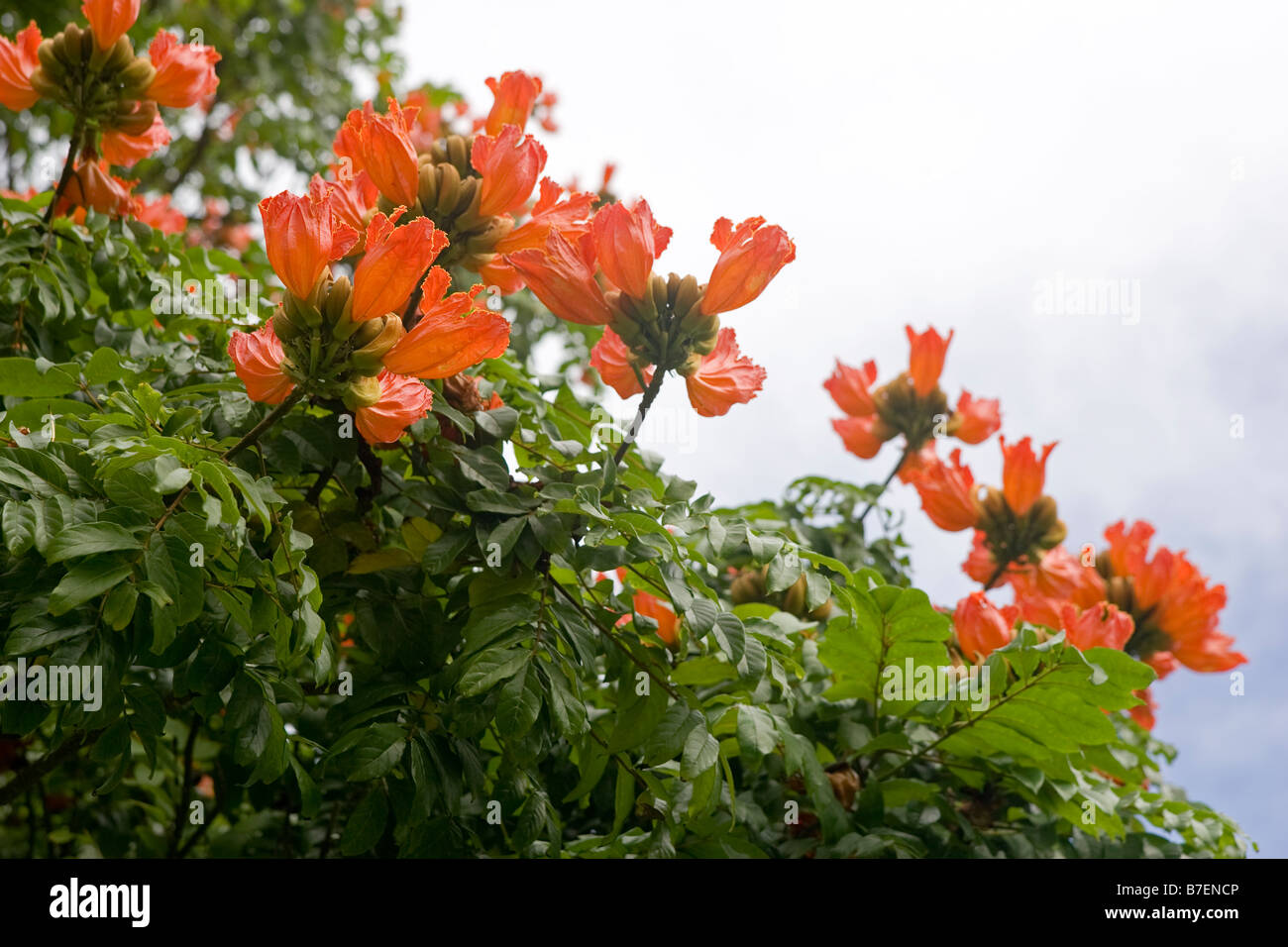 Tulip africaine rouge Banque D'Images