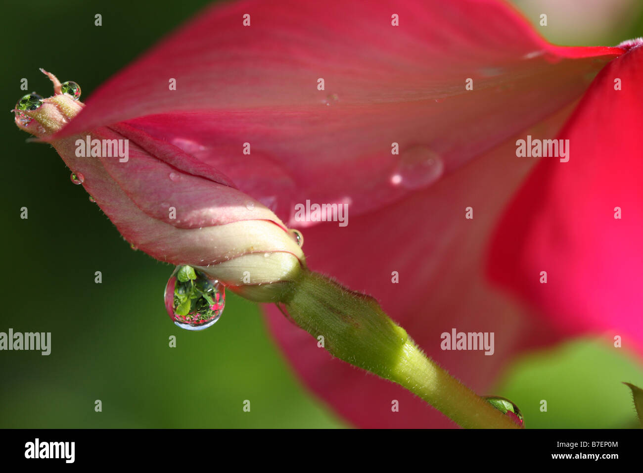 Stock photo d'une macro image d'un refelective les gouttelettes d'eau sur une fleur Banque D'Images