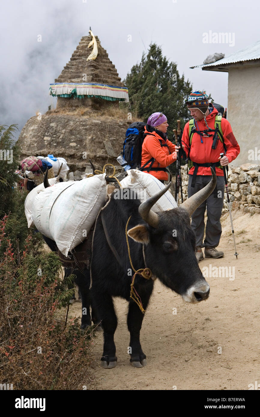 Laden yaks passant près de Phurte chorten en bordure du parc national de Sagarmatha au Népal région Solokhumbu Banque D'Images