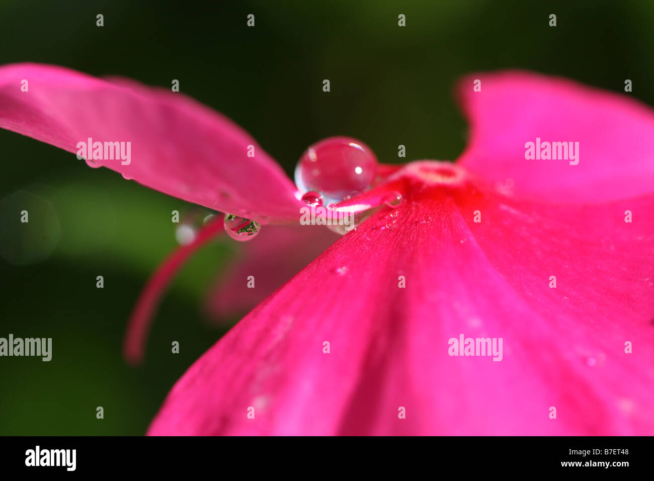 Stock photo d'une macro image d'un refelective de gouttes d'eau sur une fleur Banque D'Images