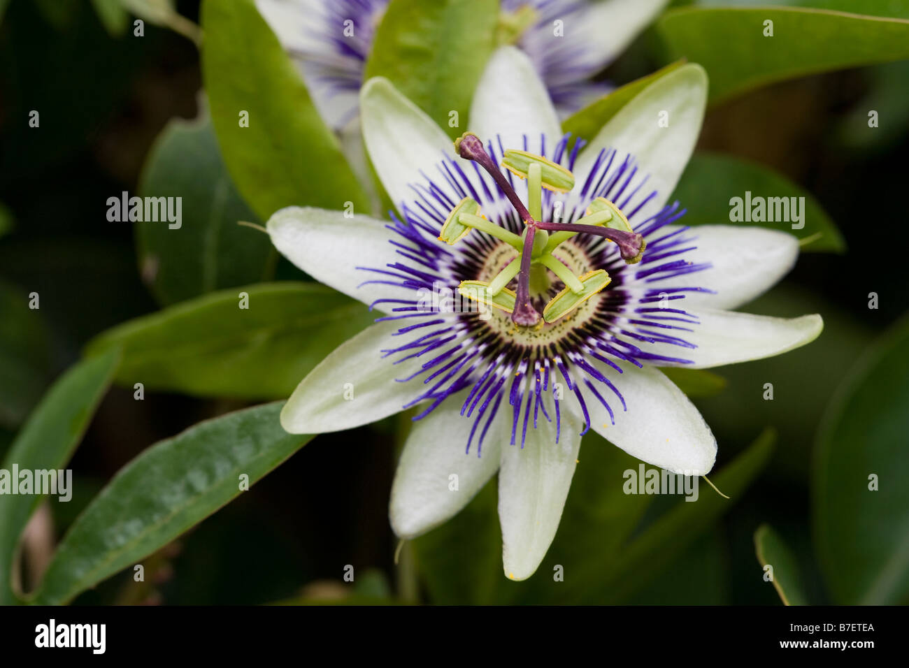 La passion des fleurs, vue du dessus Banque D'Images