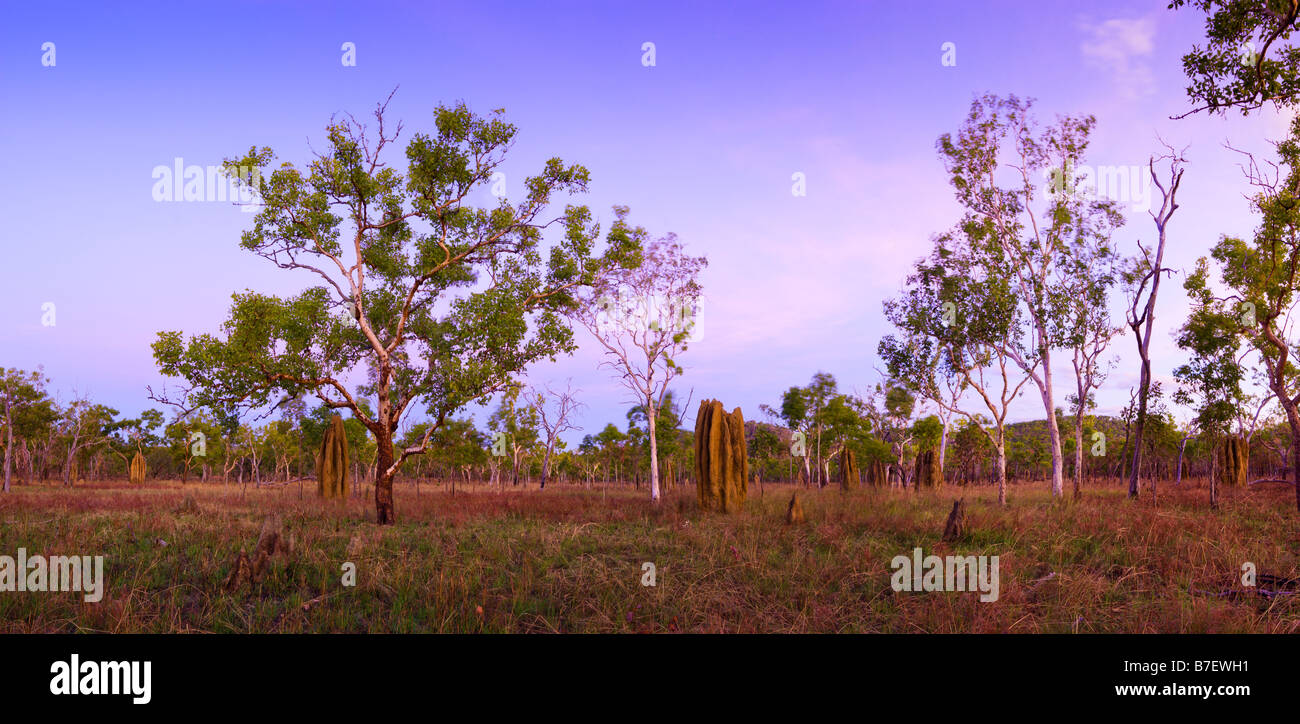 Panorama de savanes boisées et les fourmilières au coucher du soleil dans le Kakadu National Park Banque D'Images