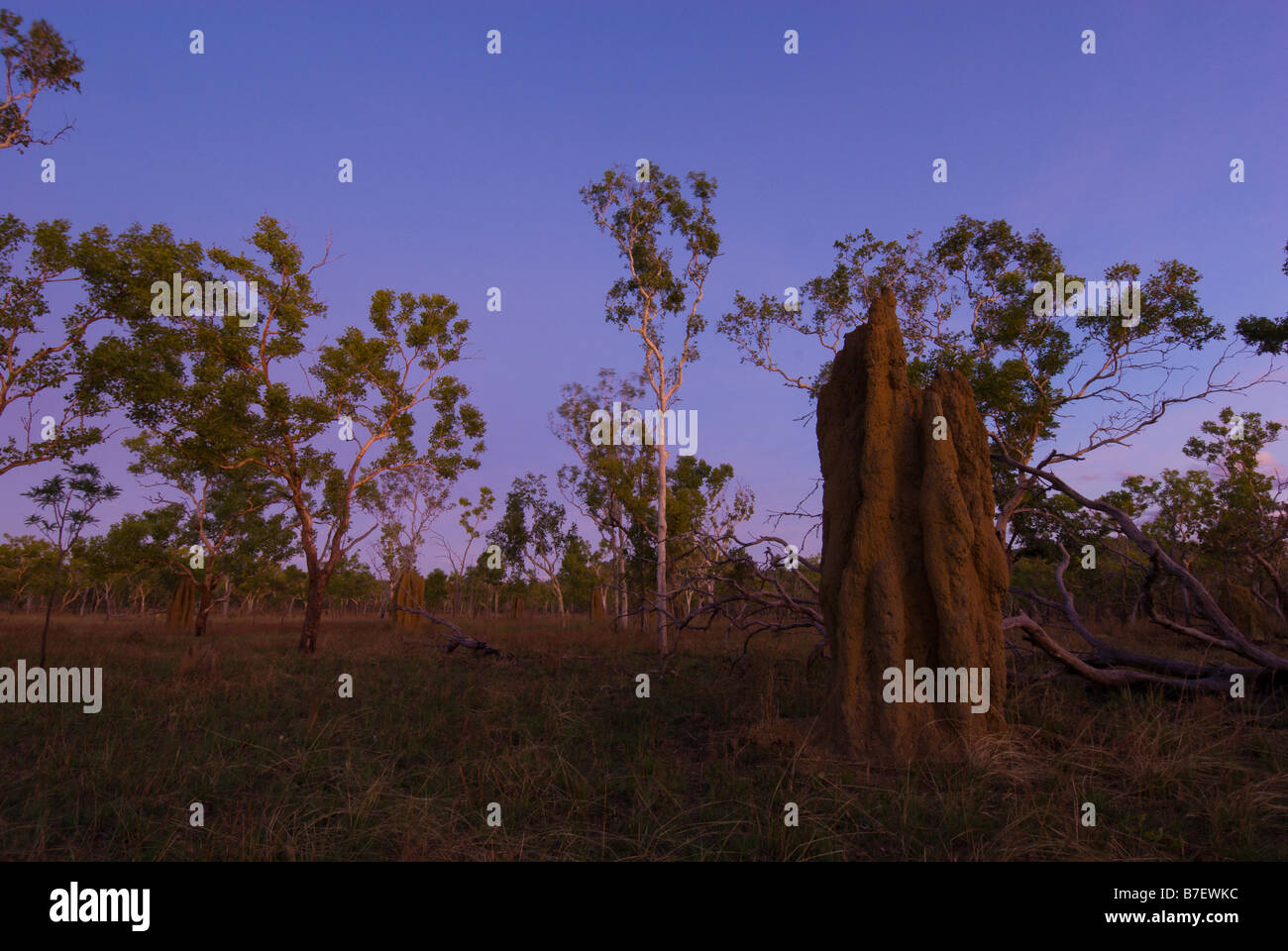 Savanes boisées et les fourmilières au coucher du soleil dans le Kakadu National Park Banque D'Images