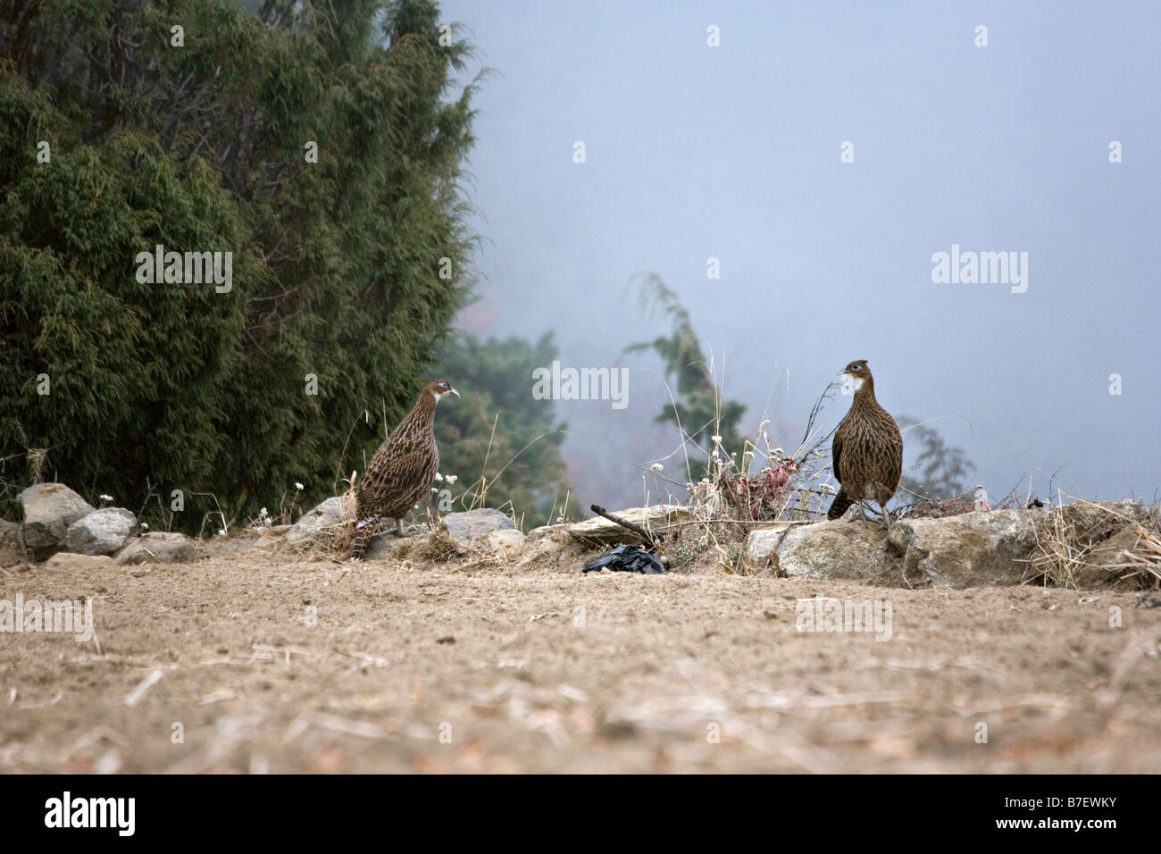 Espèce de femelle Himalayan Monal Lophophorus impejanus vu dans Phurte, parc national de Sagarmatha au Népal, la région, le Solokhumbu Banque D'Images