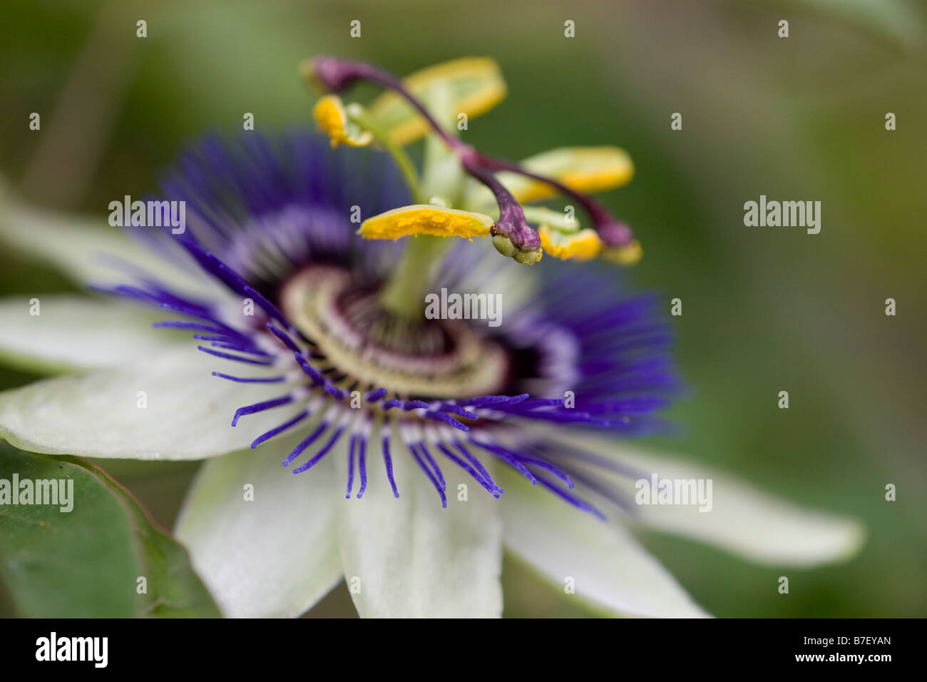 La passion des fleurs, side view Banque D'Images