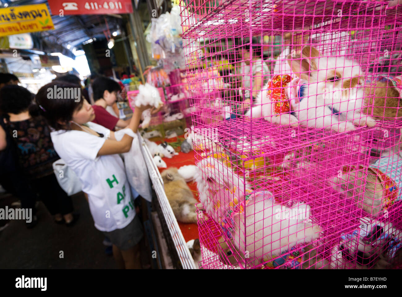 Les lapins en cage de porter des robes pour la vente dans un magasin pour animaux de caler au Marché du week-end de Chatuchak à Bangkok en Thaïlande Banque D'Images