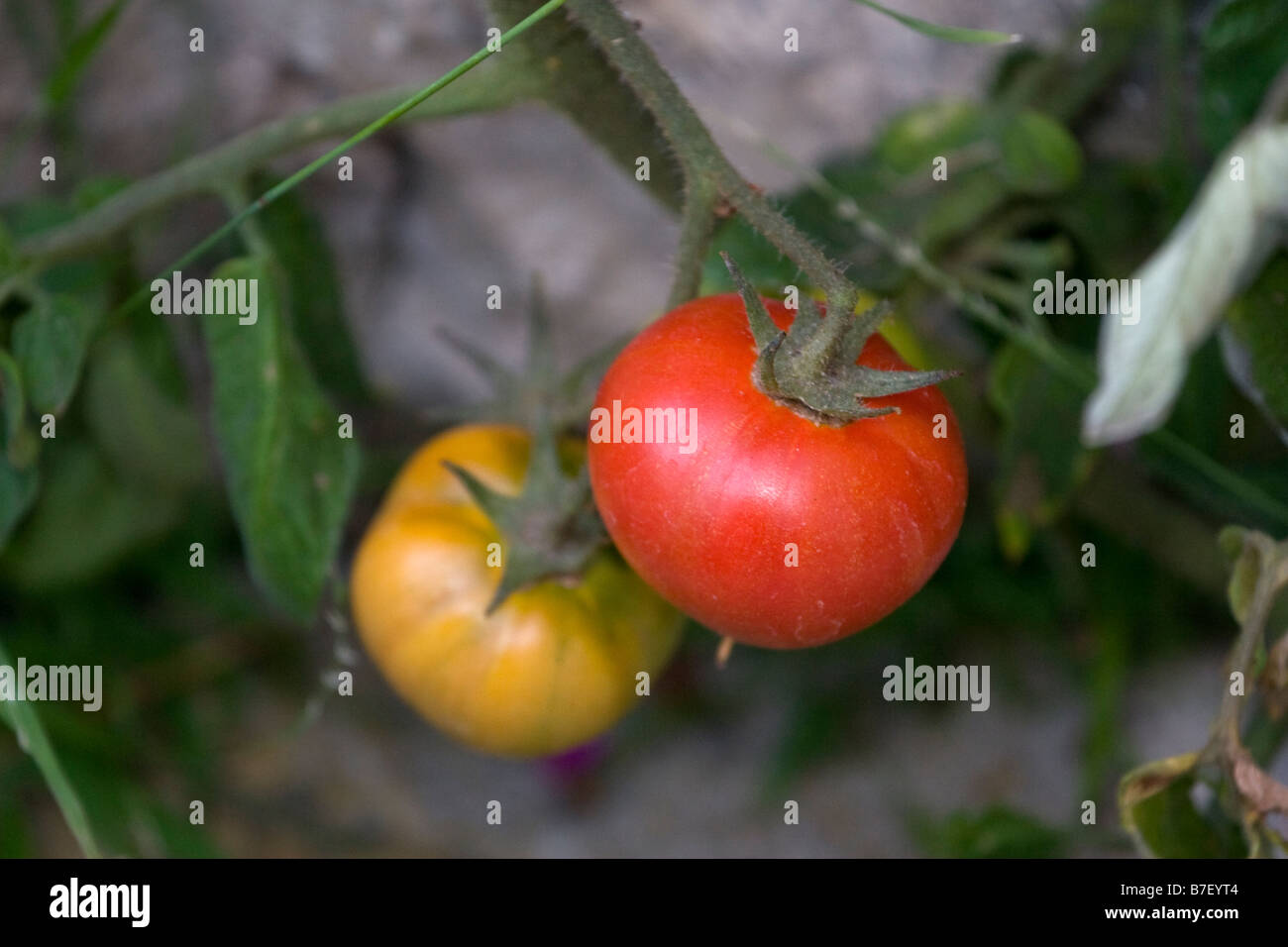 Les tomates Banque D'Images