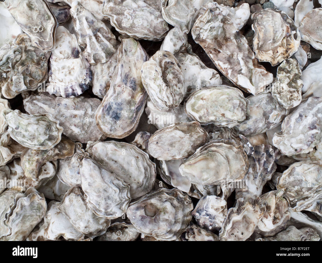Huitres Du Pacifique Banque D Image Et Photos Alamy