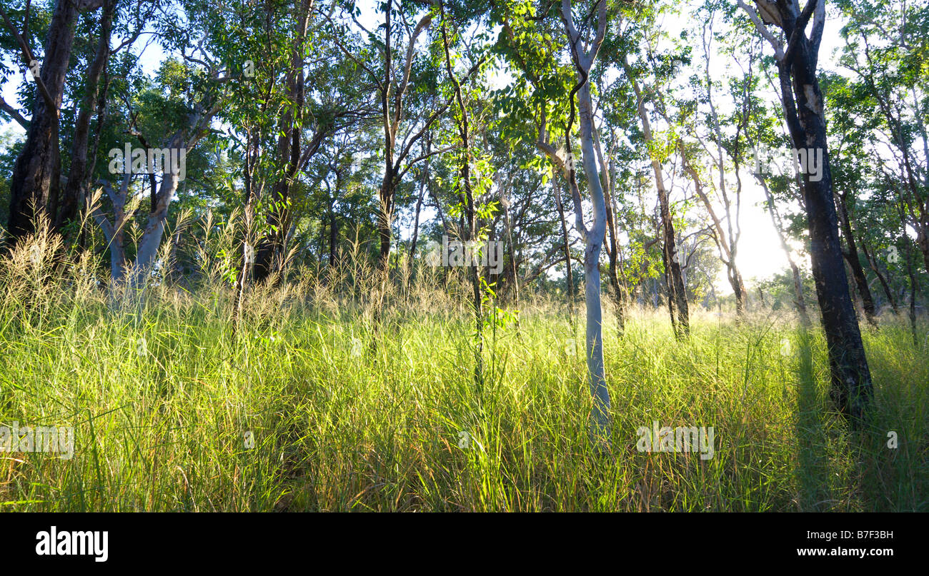 Bien briser l'herbe haute dans la savane forêt qui entoure camping Maguk dans le Kakadu National Park Banque D'Images