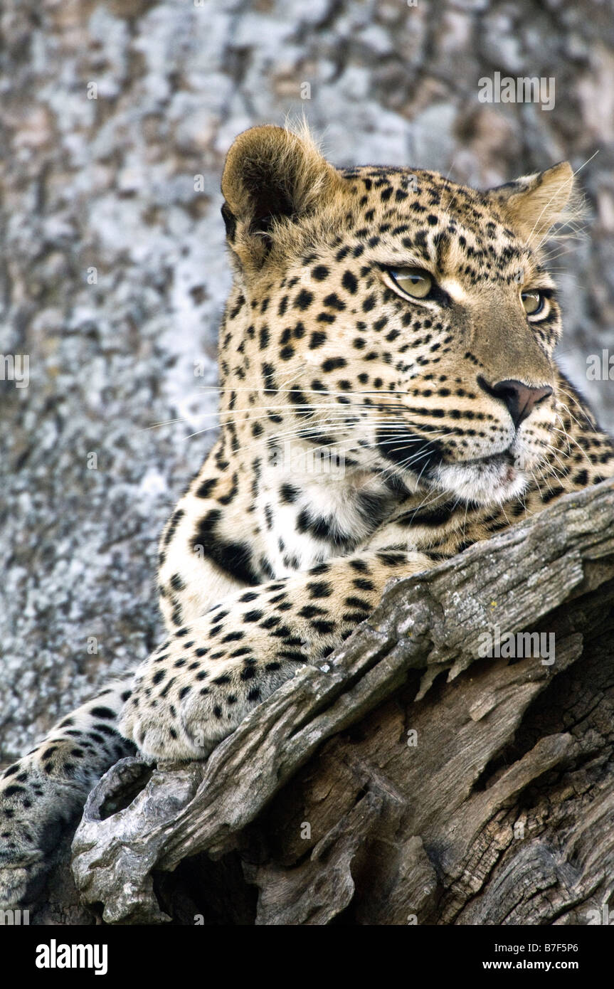 Portrait d'une femme léopard (Panthera pardus) dans un arbre à la Tanzanie Serengeti Seronera Banque D'Images