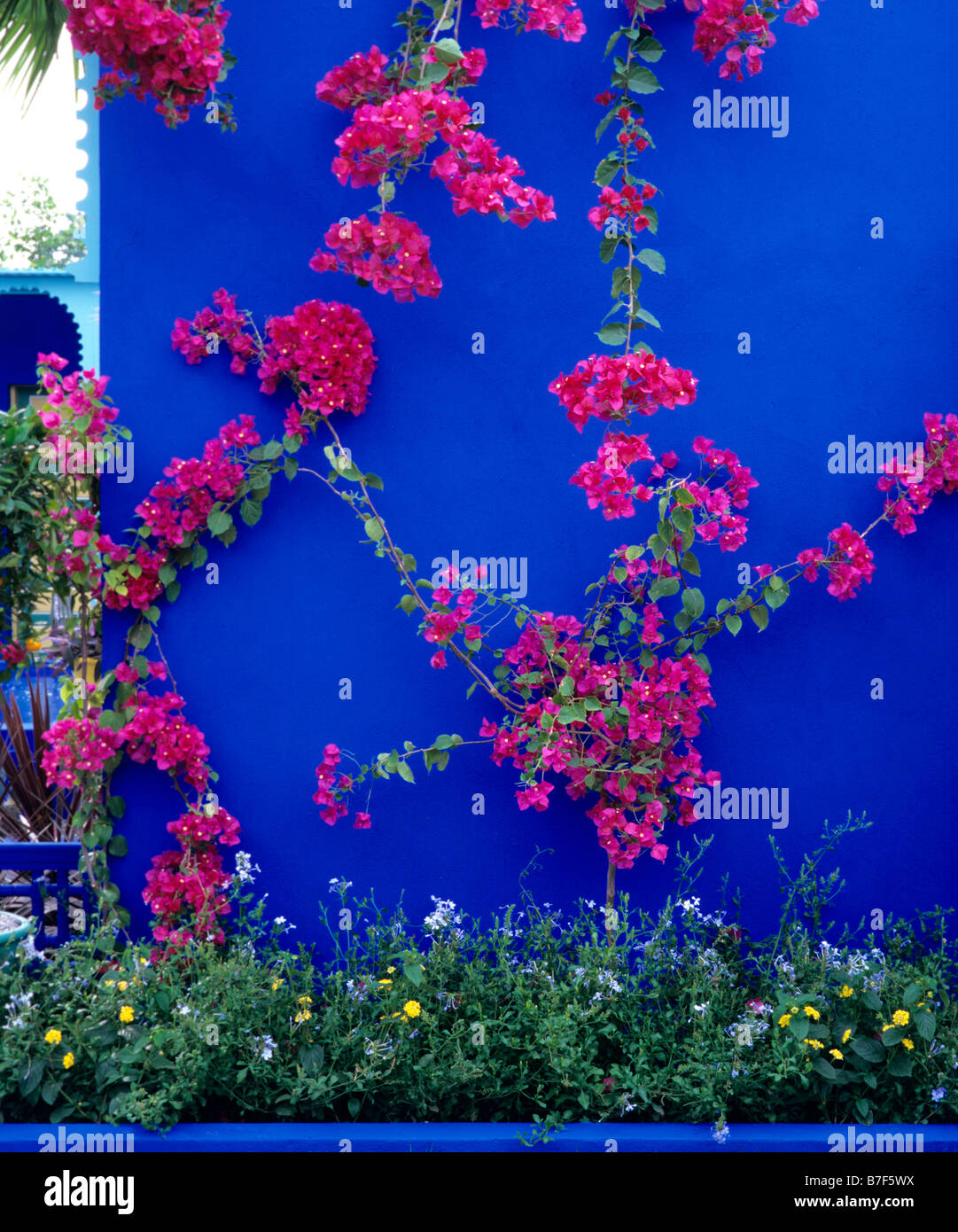 Bougainvillea Scarlett O'Hara contre un mur peint en bleu Banque D'Images
