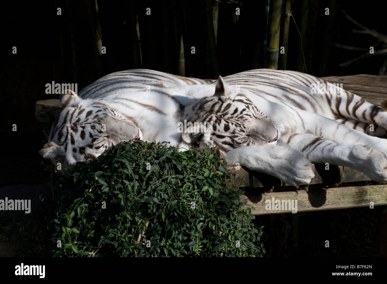 Une paire de tigres blancs de dormir en plein air, au jardin zoologique d'Audubon à New Orleans LA Banque D'Images