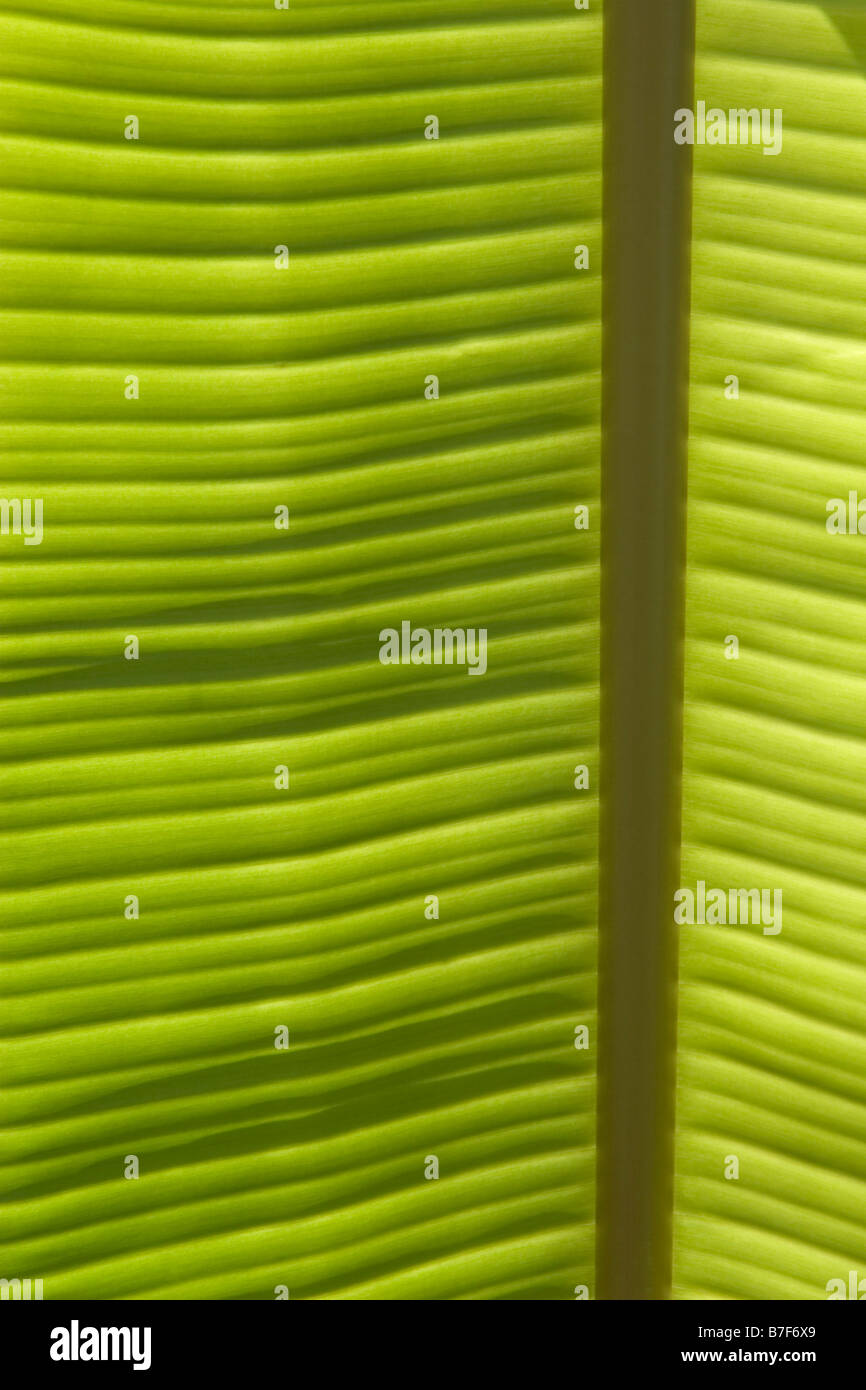 Feuille d'un bananier, membre de la famille Musaceae Banque D'Images