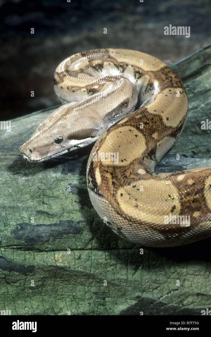 Cerf rouge Boa constrictor (Boa) Banque D'Images