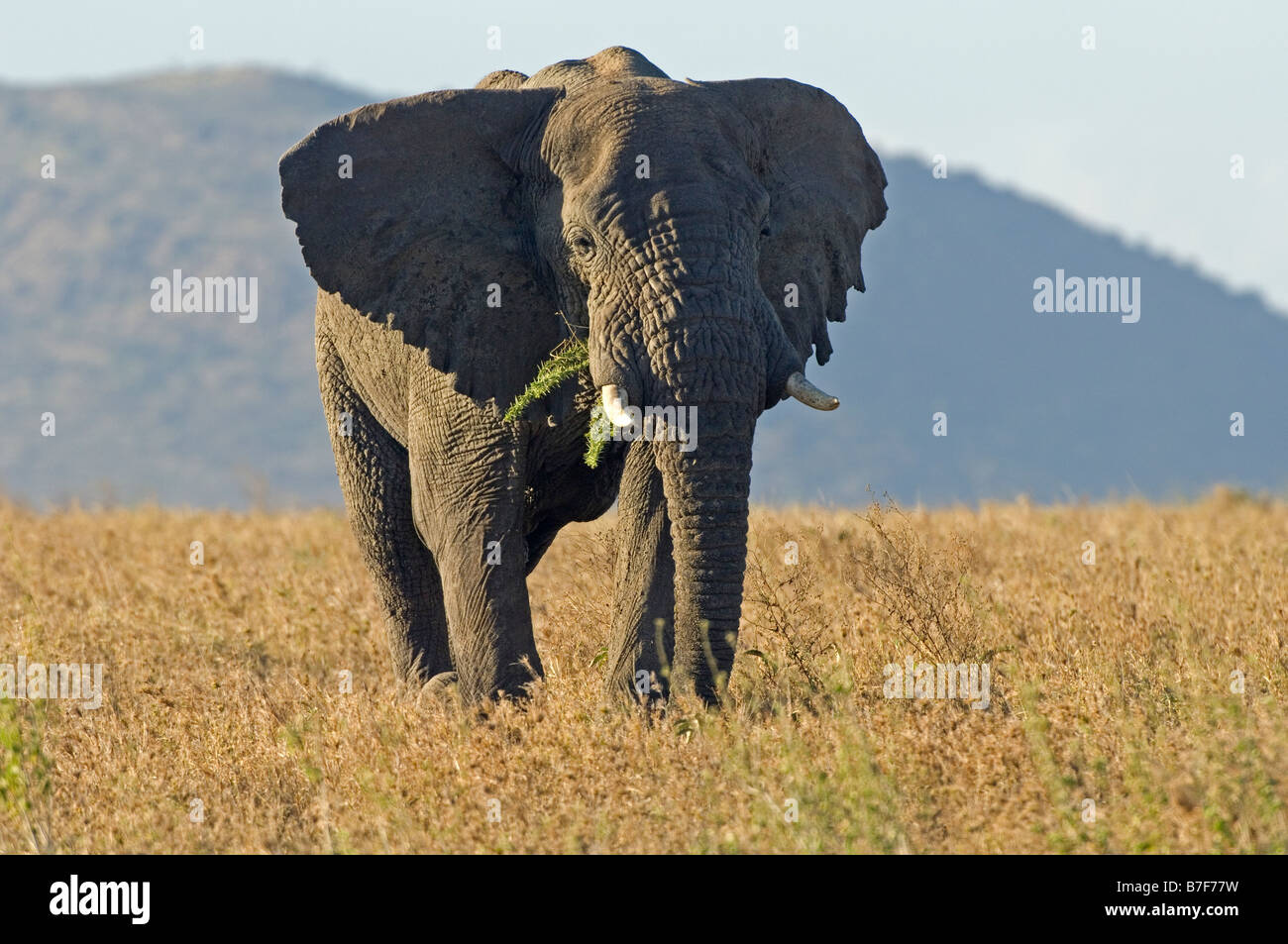 Bull d'éléphants d'Afrique Loxodonta africana en posture d'alerte Tanzanie Serengeti Seronera Banque D'Images