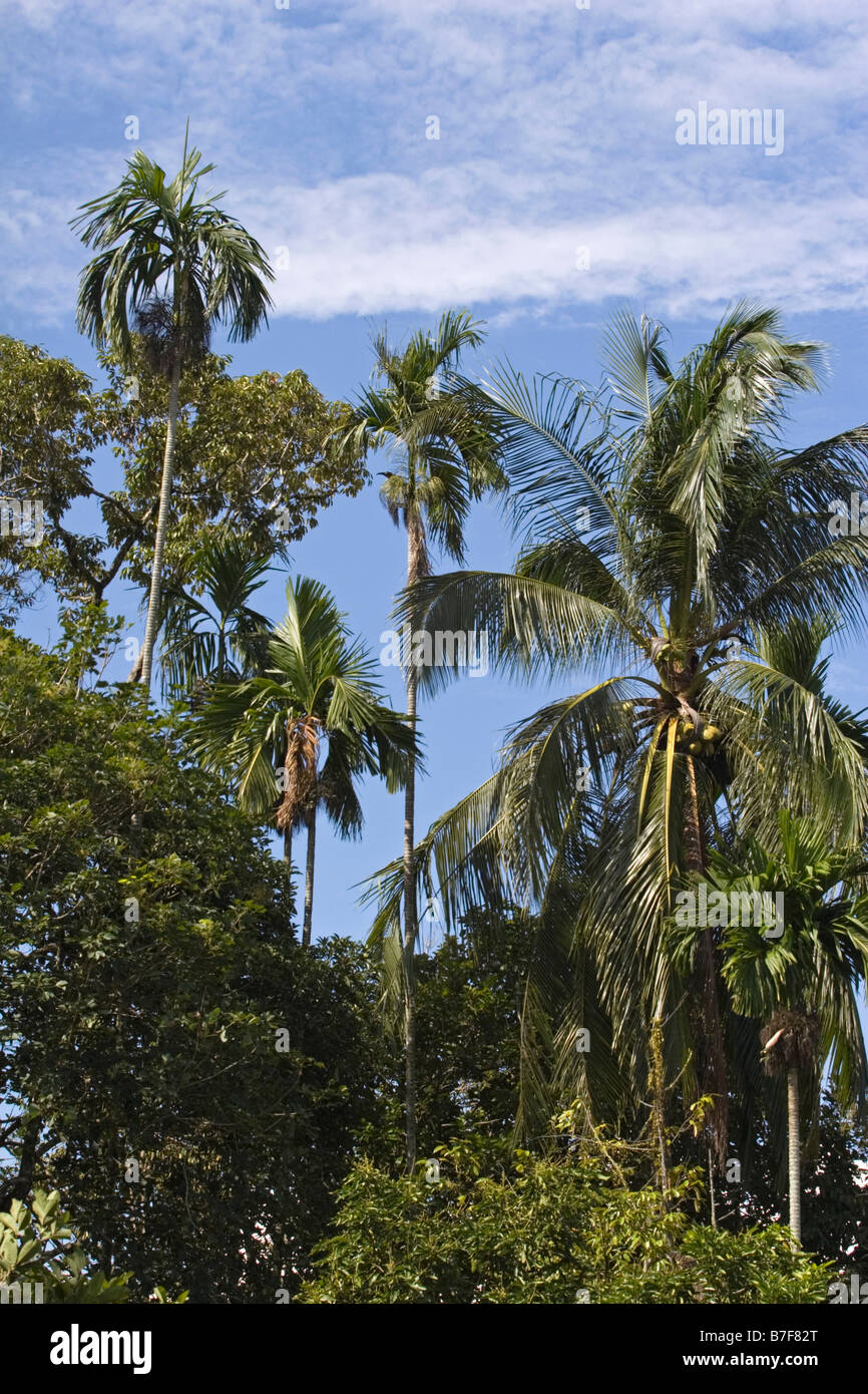 Cocotier (Cocos nucifera) Banque D'Images