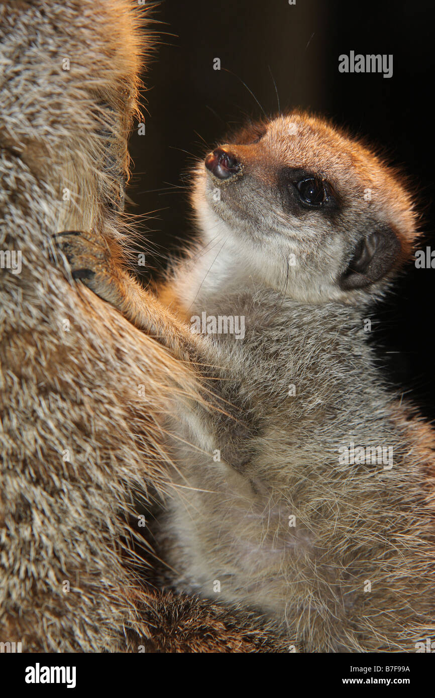 bébé suricate Banque D'Images