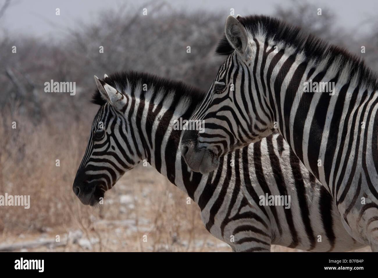 Portrait de deux jeunes zebra Banque D'Images