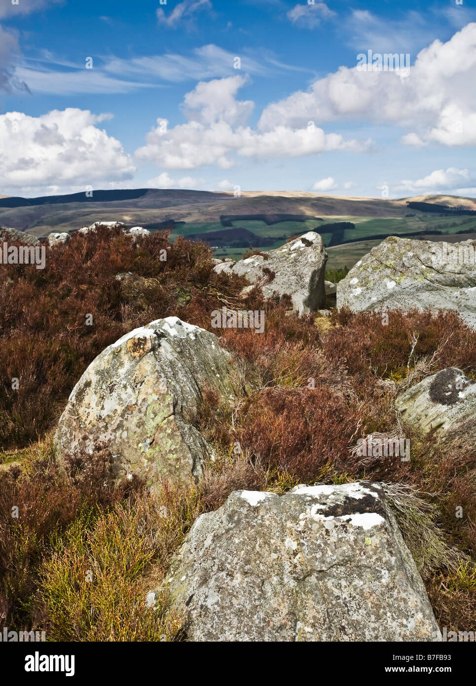Les roches calcaires de sucre niché dans la bruyère au sommet de la colline près de Harbottle Drake Stone dans Coquetdale, Northumberland Banque D'Images