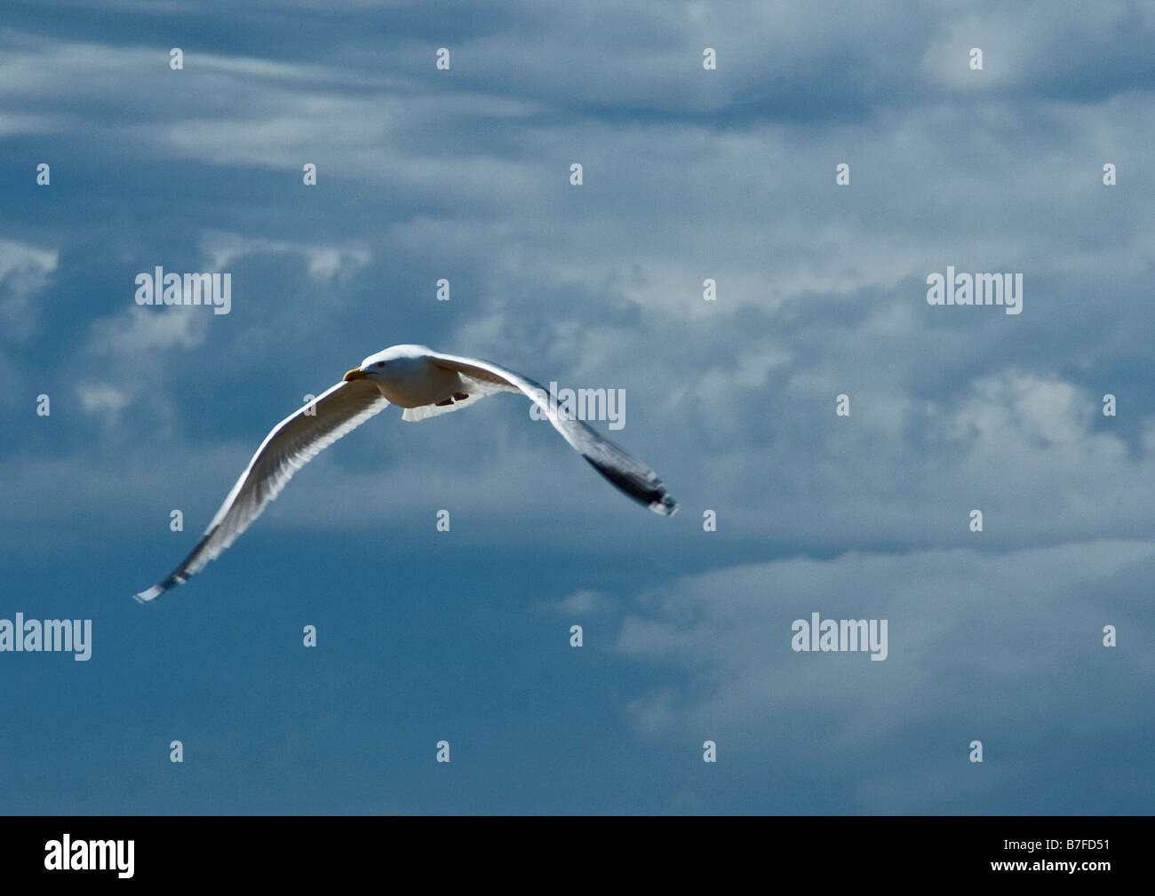 Voler le ciel sea gull Banque D'Images