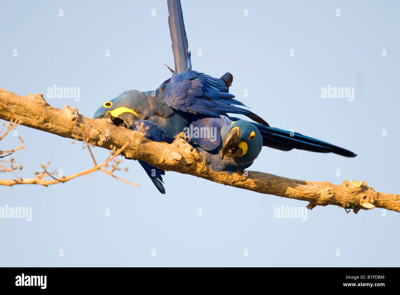 Anodorhynchus hyacinthinus hyacinth macaw paire d'accouplement Banque D'Images
