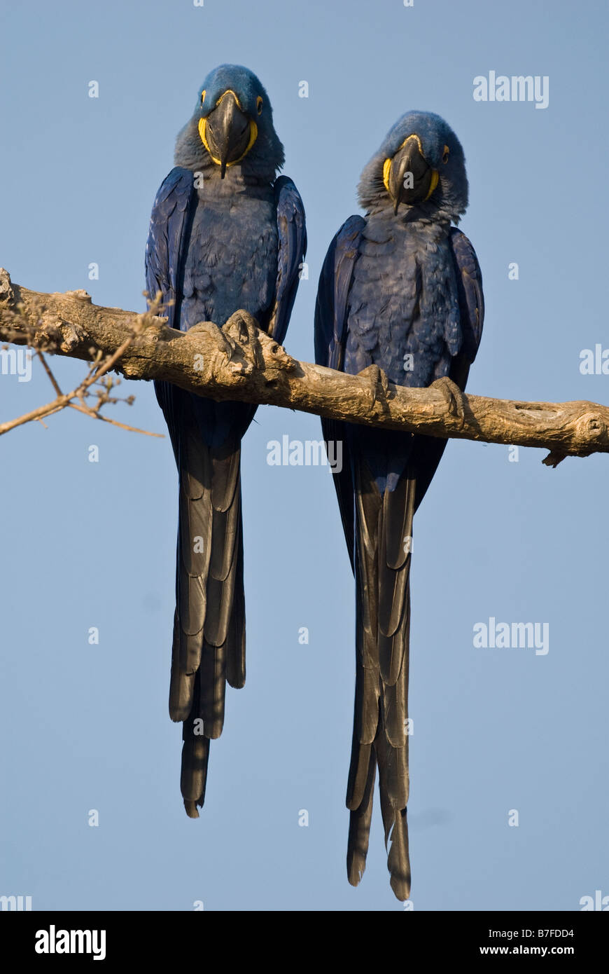 Anodorhynchus hyacinthinus hyacinth macaw paire Banque D'Images