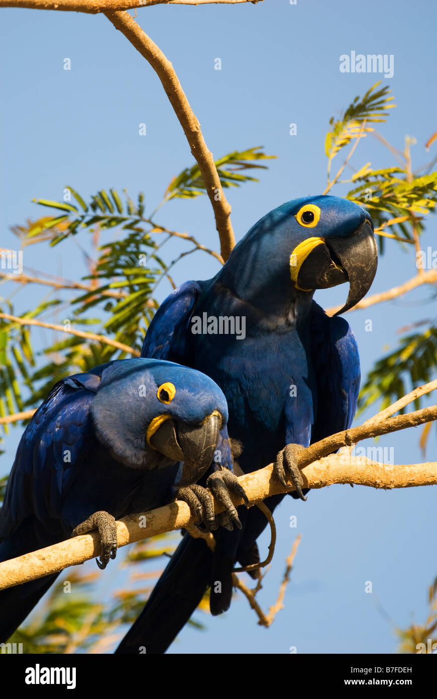 Anodorhynchus hyacinthinus hyacinth macaw paire Banque D'Images