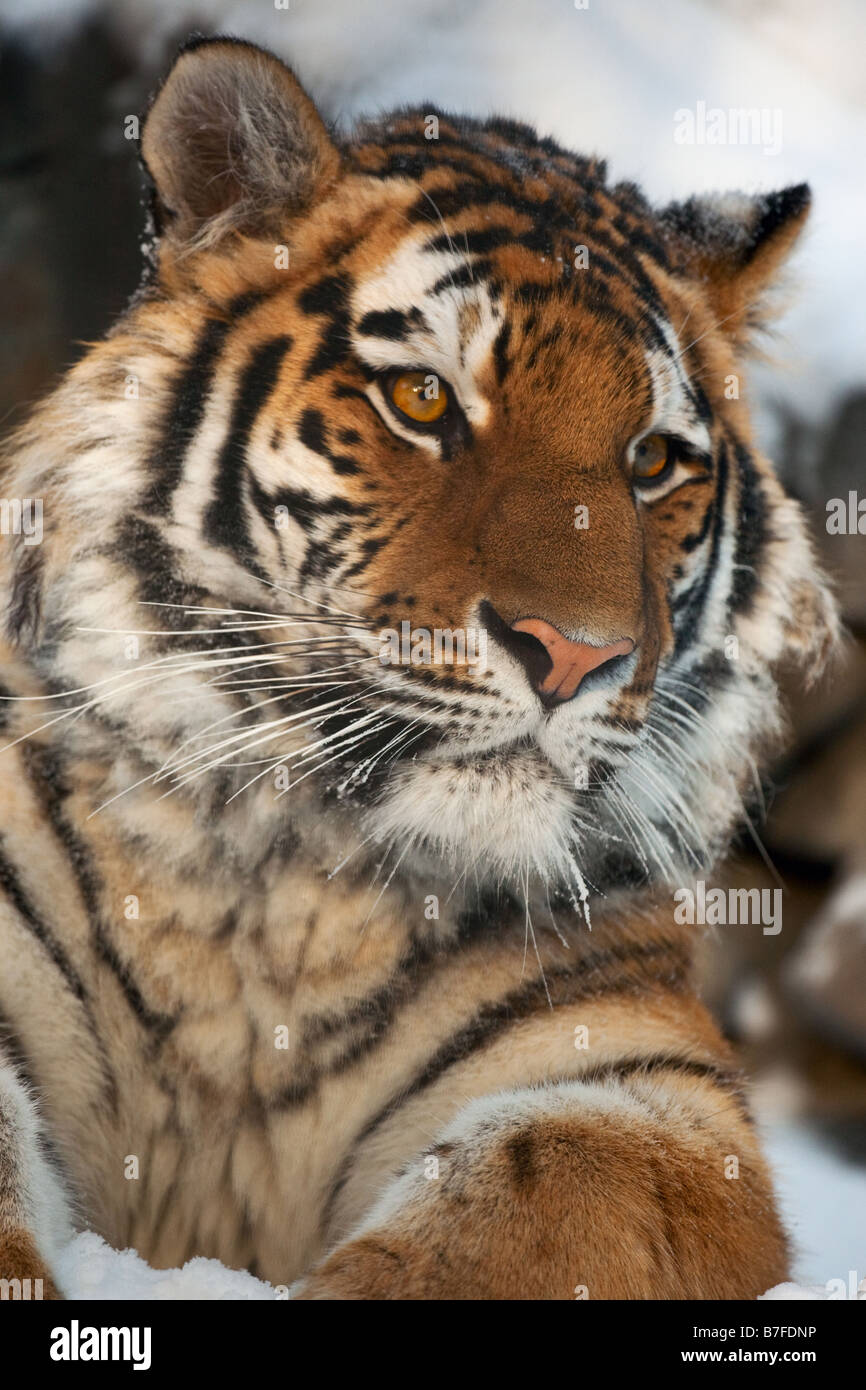 Tiger Zoo Yiung portrait Novosibirsk Banque D'Images