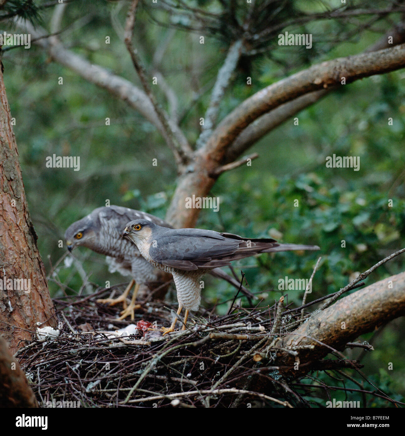 Sperber Epervier Accipiter nisus huppé à nourrir son jeune animal animaux Bébés construction constructions Beh Banque D'Images