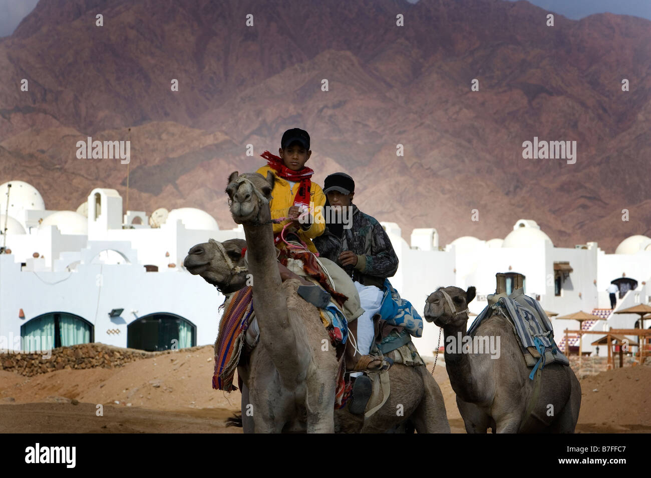Deux bédouins d'équitation sur des chameaux, Dahab, Egypte Banque D'Images