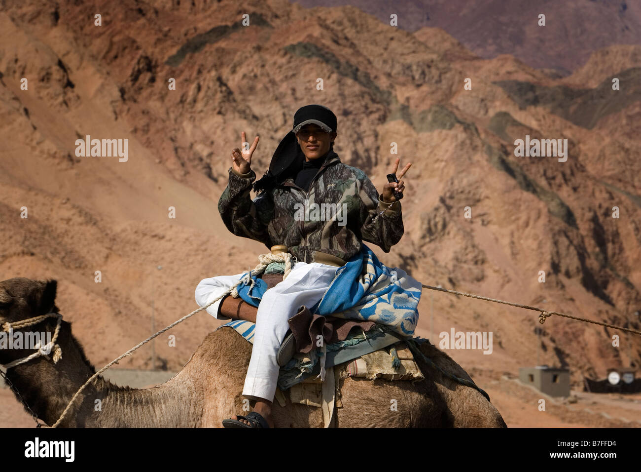 Un bédouin homme équitation sur camel et montrant des signes de paix, Dahab, Egypte Banque D'Images