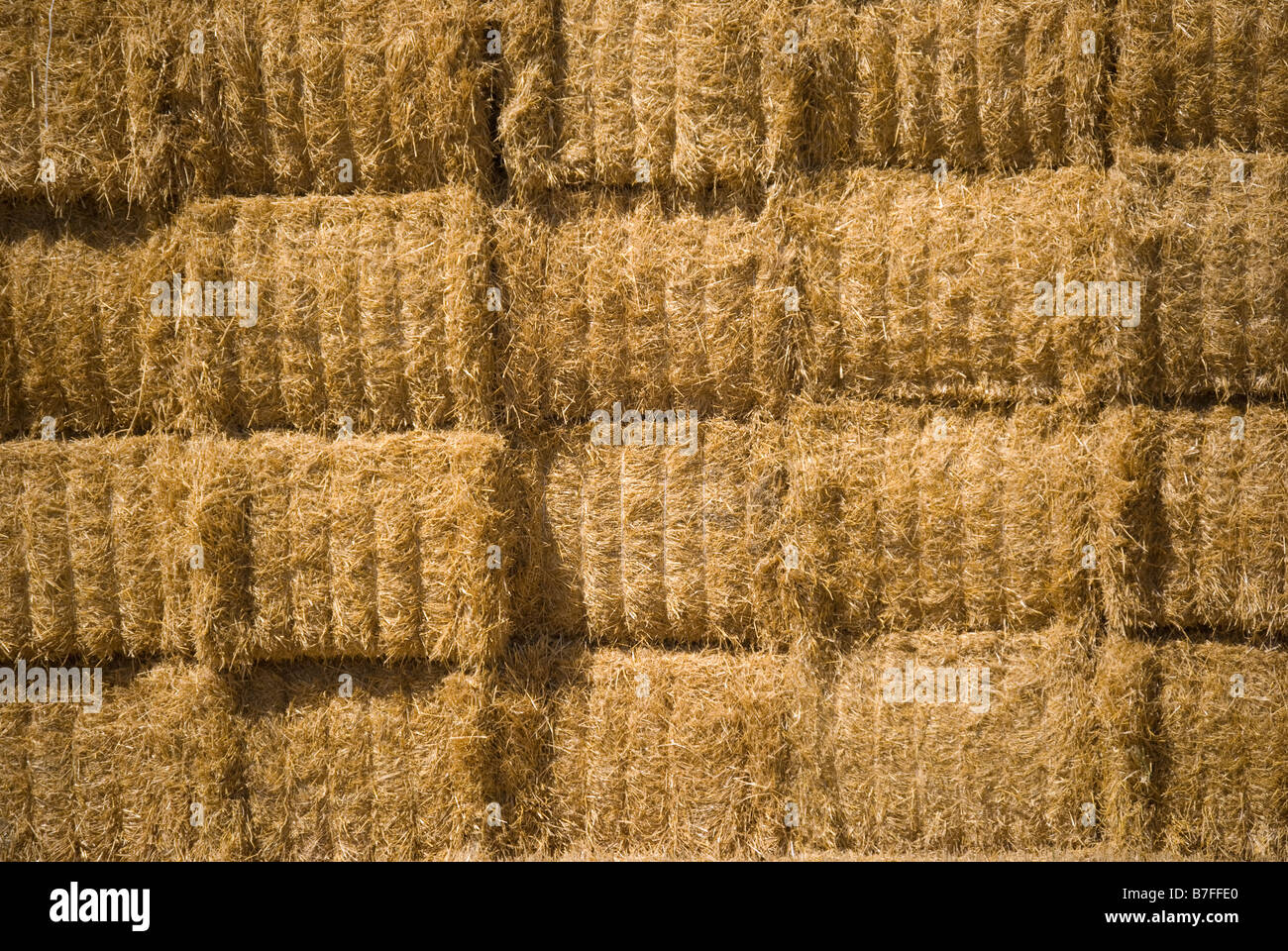 Pile de bottes de foin dans le champ, près de Ashburton, Canterbury, Nouvelle-Zélande Banque D'Images