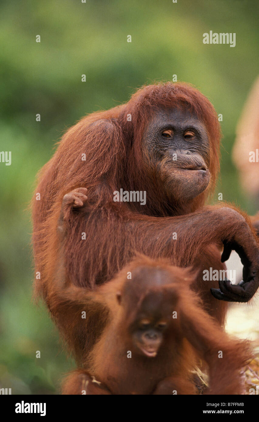 Pongo pygmaeus orang outang de Tanjung Puting reserve de direction de la réserver Dr Birute Galdikas KALIMANTAN Bornéo INDONÉSIE Aff Banque D'Images
