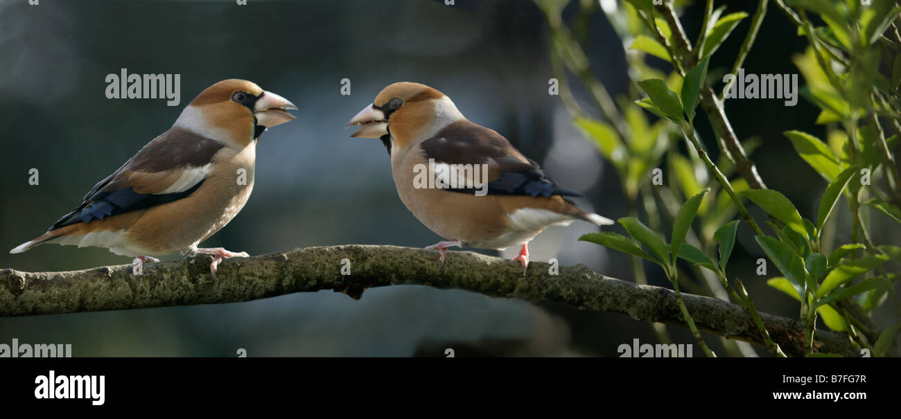 Gros bec Kernbeisser Coccothraustes coccothraustes Hawfinch perché sur une brindille en hiver animaux oiseaux aves les pinsons de l'Europe Europa Banque D'Images