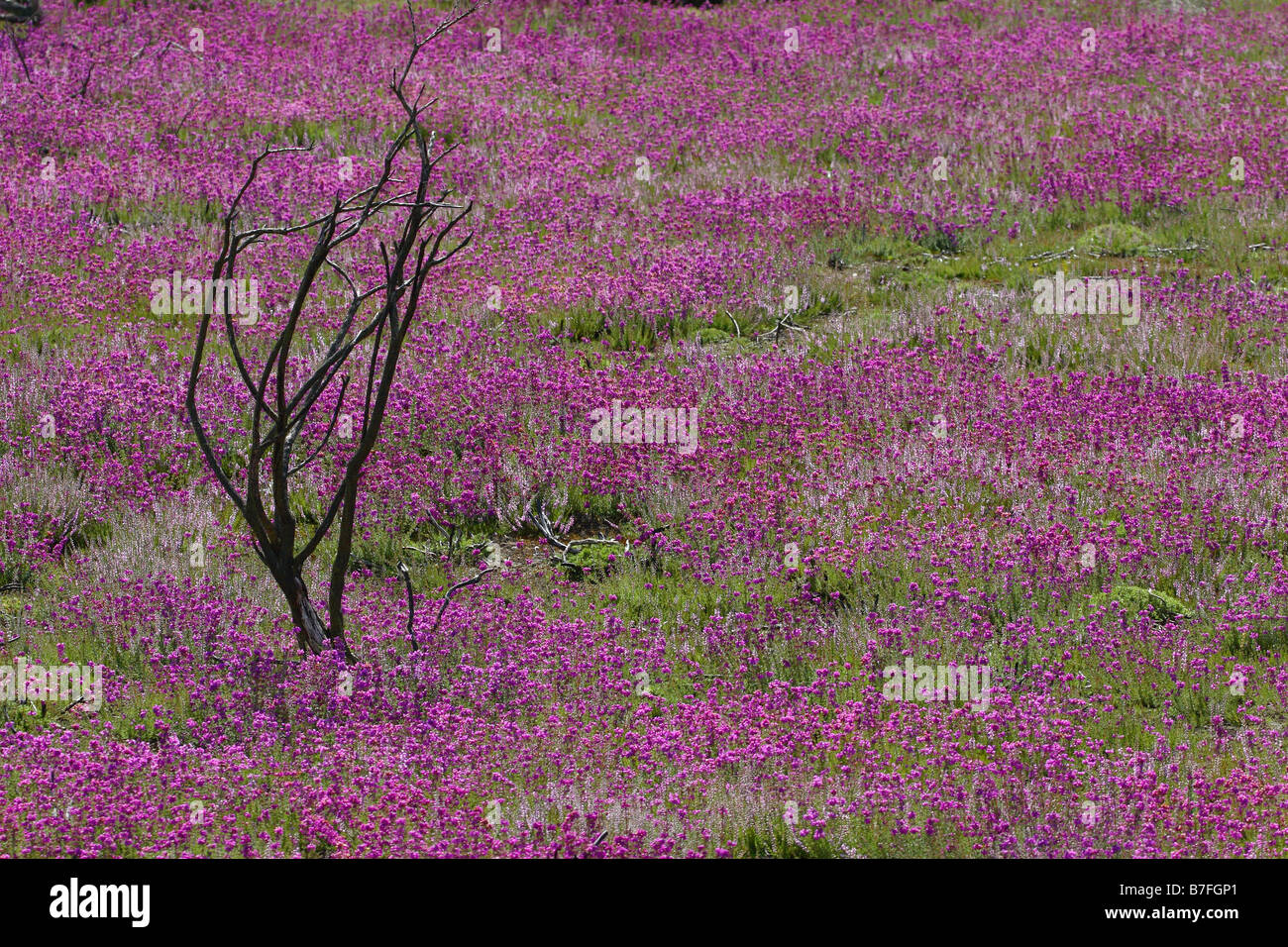 Heather Bell la régénération après feu 1 Banque D'Images