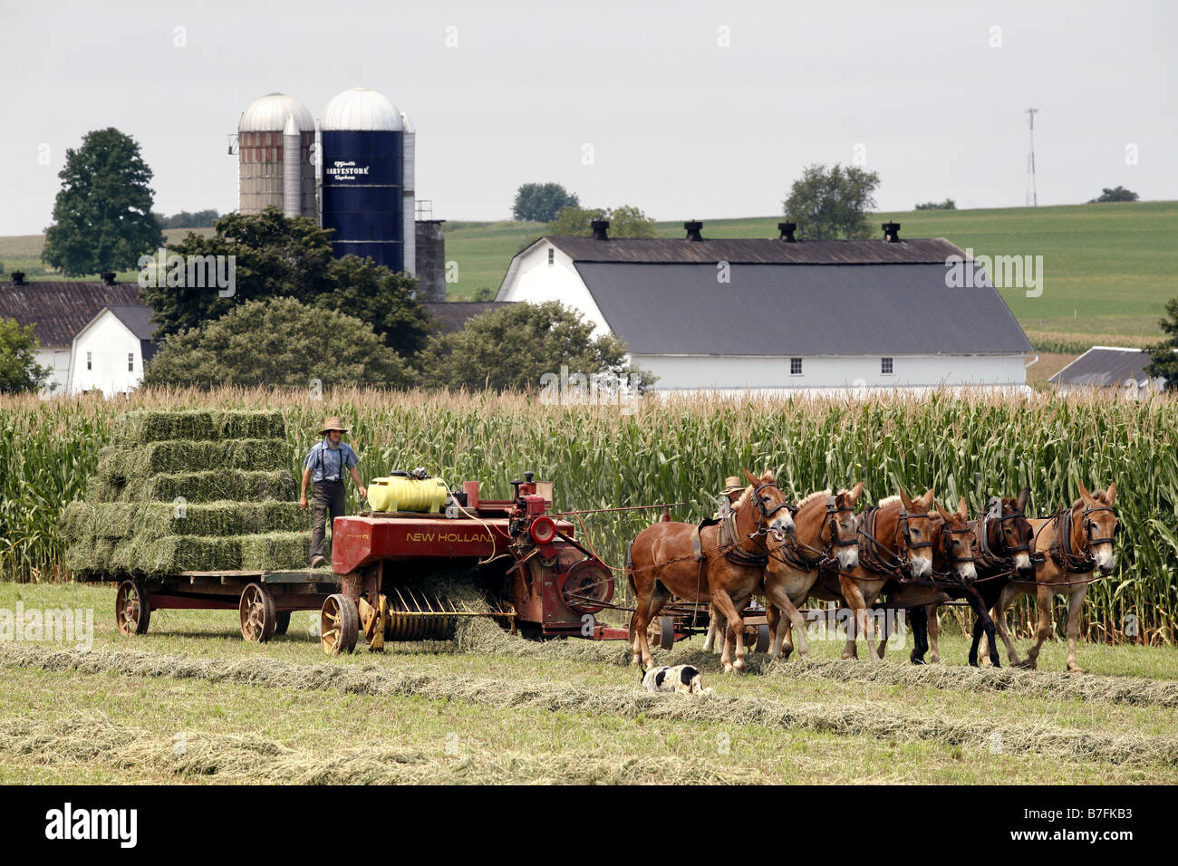 Fermier Amish, comté de Lancaster, Pennsylvanie, USA Banque D'Images