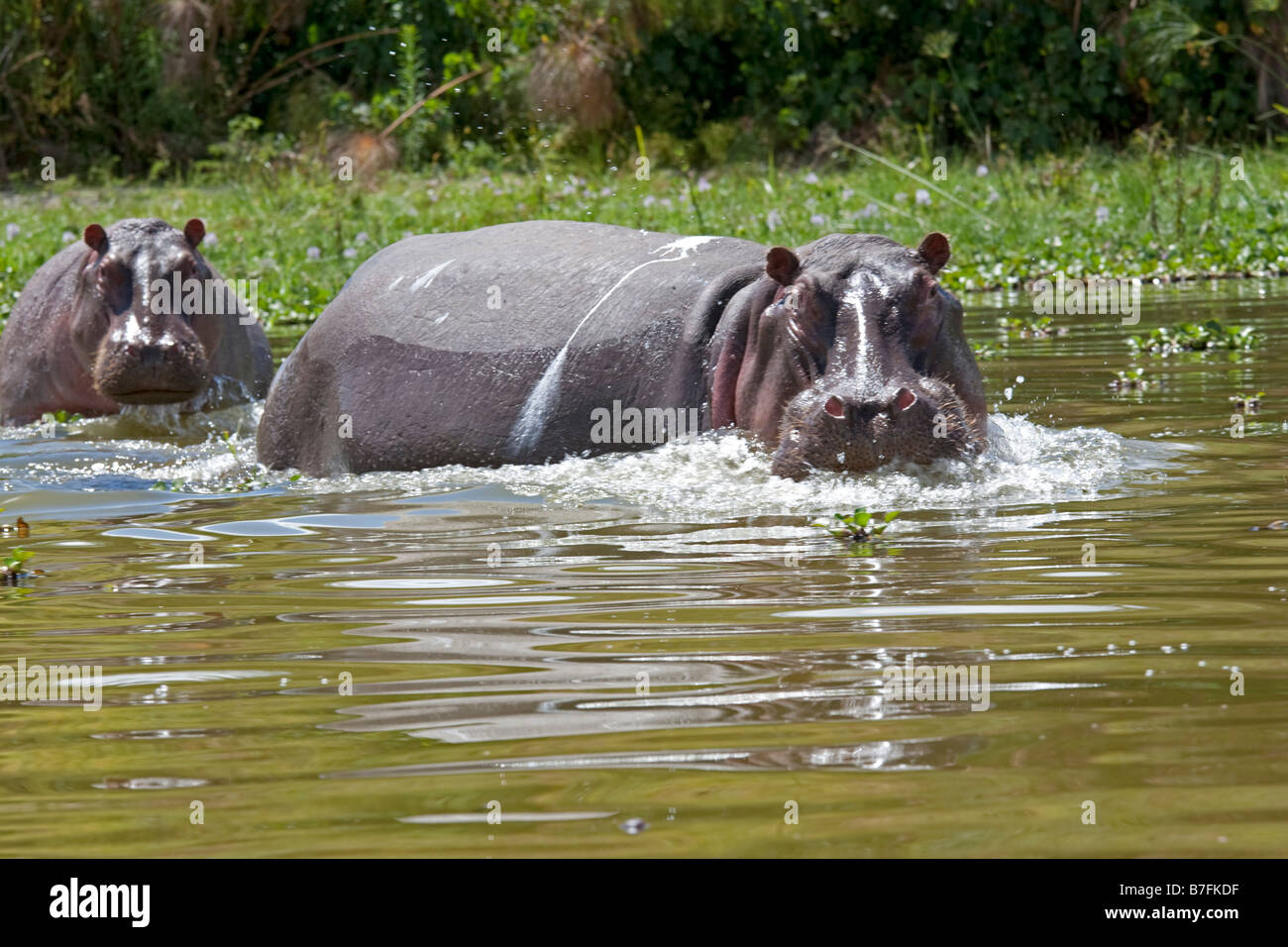 Hippopotame en colère le lac Naivasha au Kenya Banque D'Images